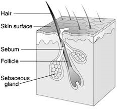 etg hair test