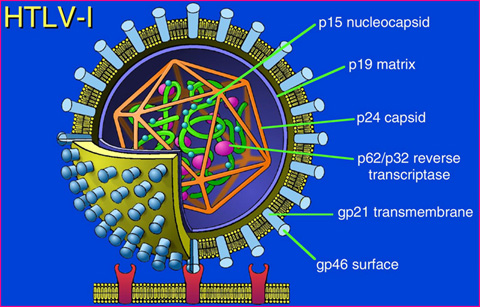 HTLV-1